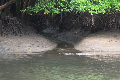 A female crocodile keeping herself warm in the water