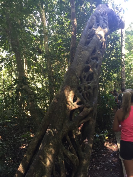 This is a strangler fig tree. It is a unique species of tree that wraps itself around another tree, eventually taking over multiple trees.