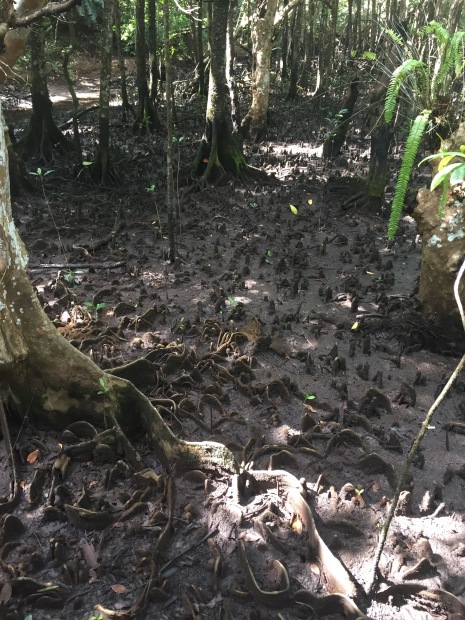 Above is a picture of the mangroves. Their roots grow above ground to help absorb oxygen since the soil is not oxygen dense.